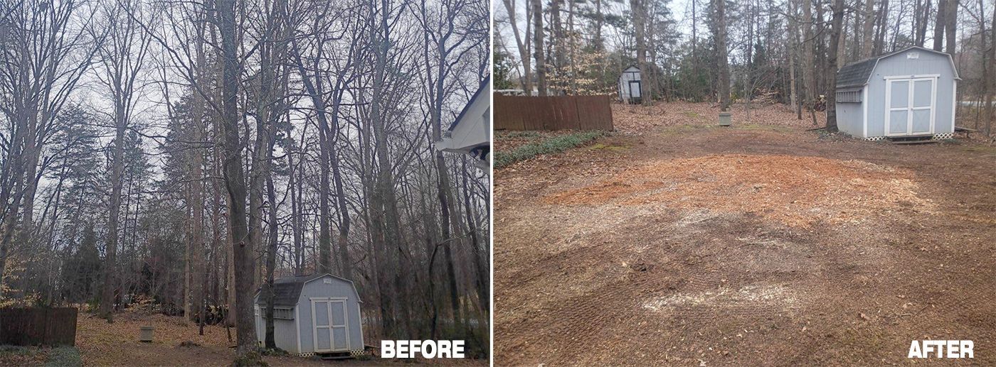 Before and after of a backyard clearing project, showing trees removed to open up the area around a shed.
