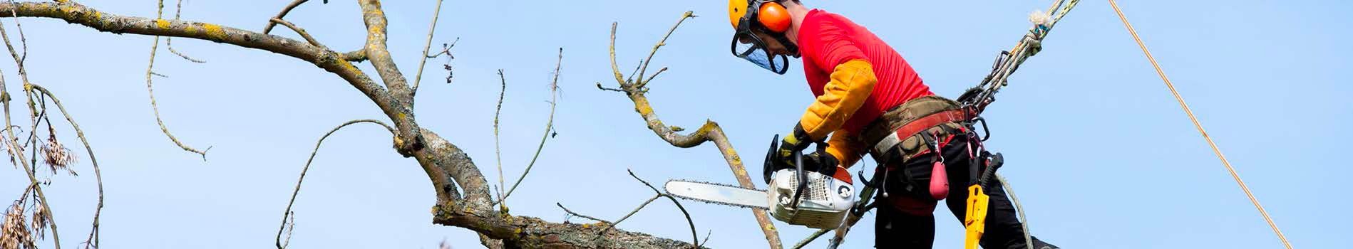 A man is cutting a tree branch with a chainsaw.