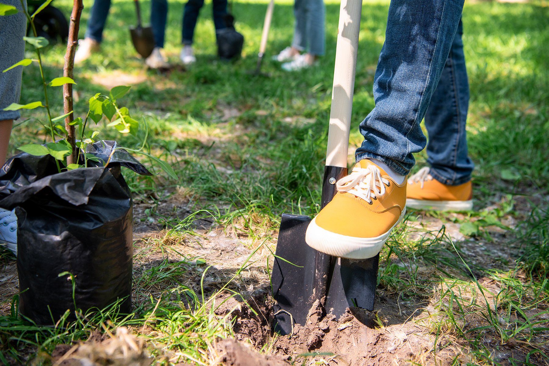 A person is digging a hole in the ground to plant a tree.