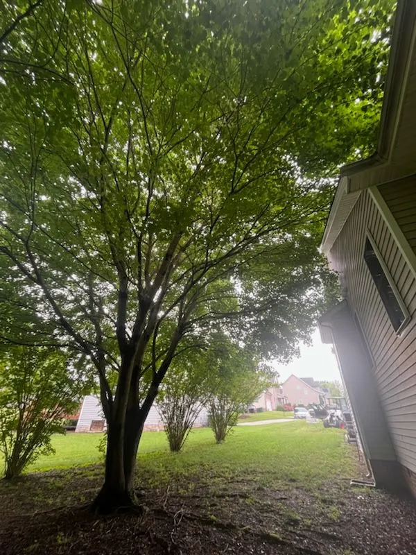A large tree in front of a house with lots of leaves.