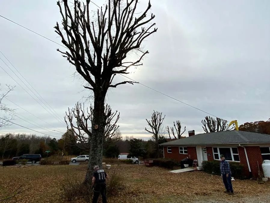 Bare trees trimmed near power lines and a brick house on a cloudy day. Two people stand nearby.