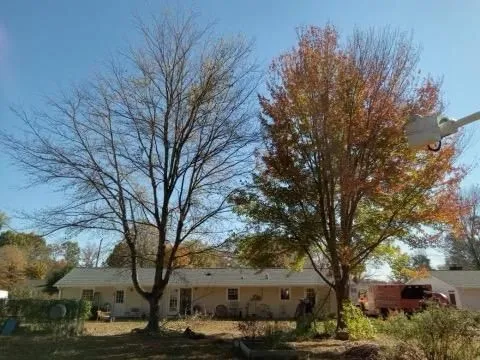 A house with trees in front of it and a crane in the background.
