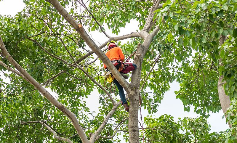 A worker in an orange shirt and safety helmet uses a chainsaw to trim branches high up in a large, green tree.
