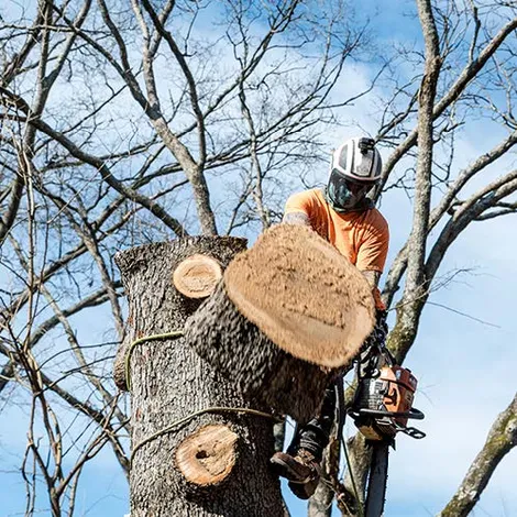 Arborist using a chainsaw to cut a tree limb, wearing safety gear, outdoors.