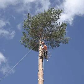 Arborist in harness trimming a tall pine tree against a blue sky with clouds.
