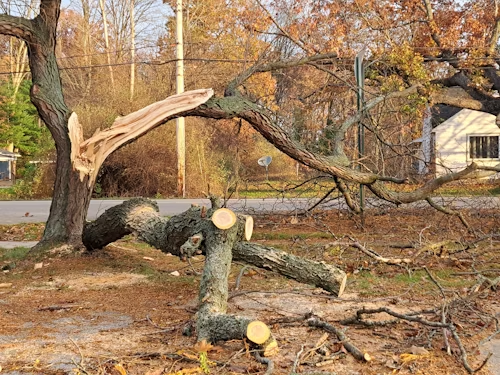 Fallen tree branches on the ground next to the trunk of a large tree, showing damage, road, and house in the background.