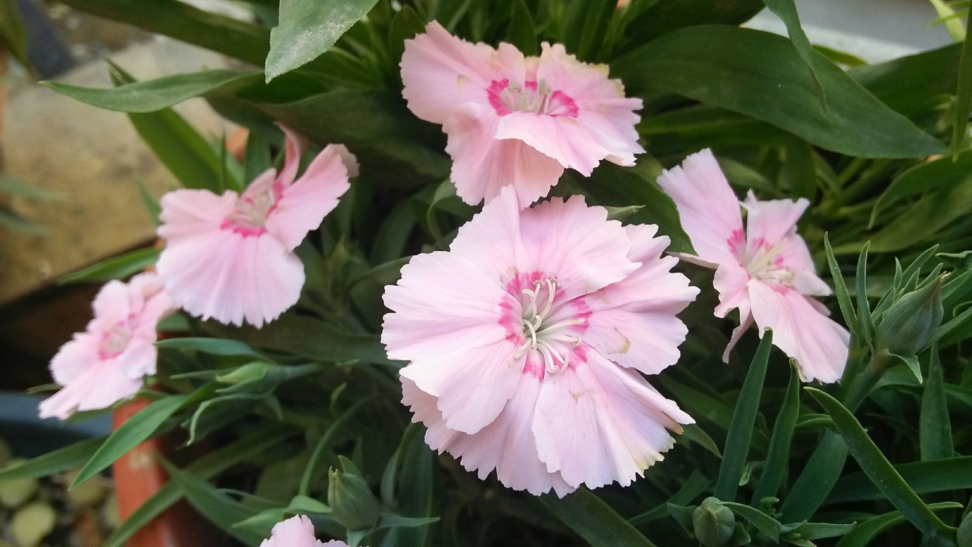 Pink dianthus flowers with fringed petals and green foliage.