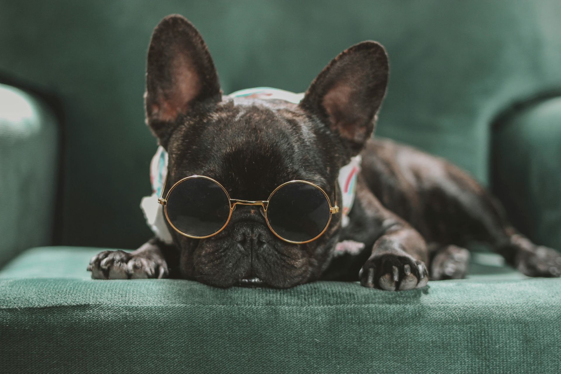 A french bulldog wearing sunglasses is laying on a green chair.