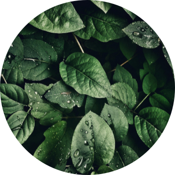 A circle of green leaves with water drops on them