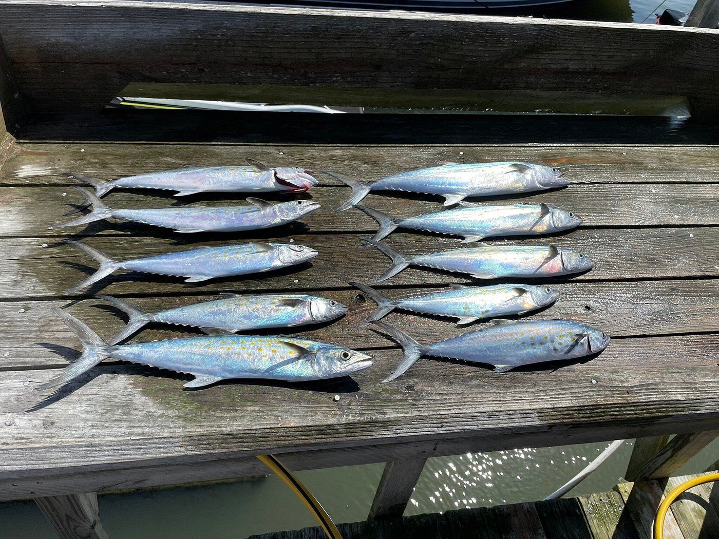 Eight silvery fish arranged in two rows on a wooden pier dock.