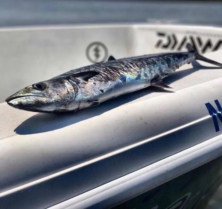 A freshly caught mackerel lying on the white deck of a boat with a Daiwa logo visible in the background.