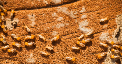 A Group of Termites Crawling | Port Pirie, SA | Pirie Pest Control A Group of Termites Crawling | Port Pirie, SA | Pirie Pest Control