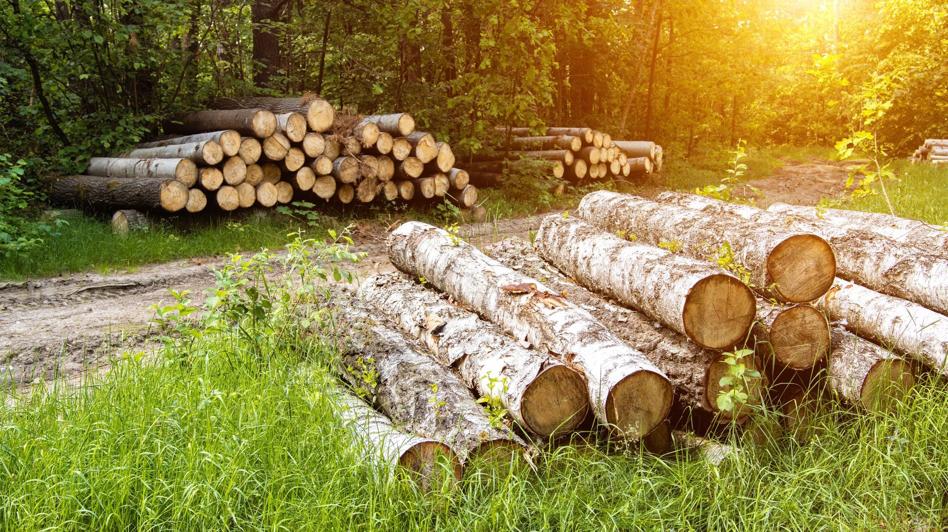 Birch logs - plywood production supply chain