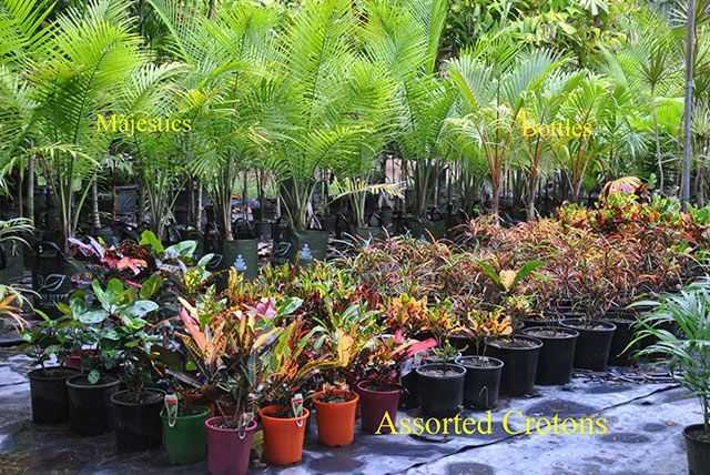 Assorted Crotons — Garden Centre in Bluewater QLD