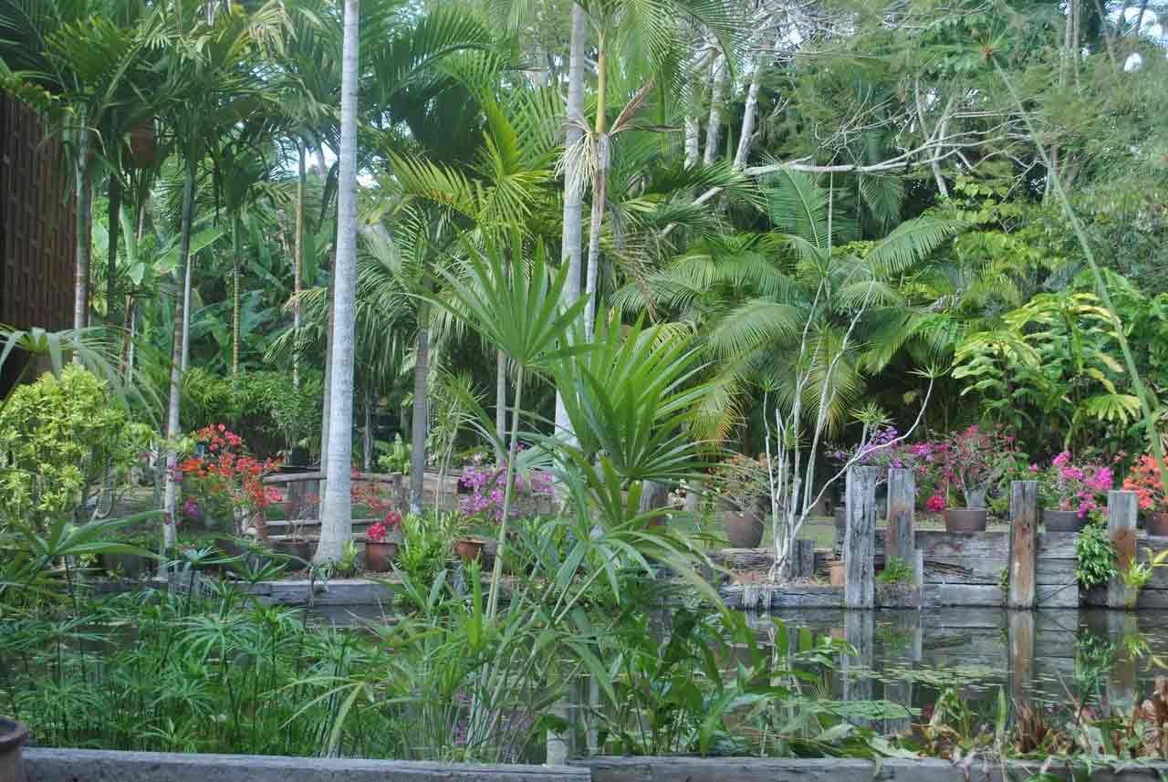Palm trees at the garden — Garden Centre in Bluewater QLD
