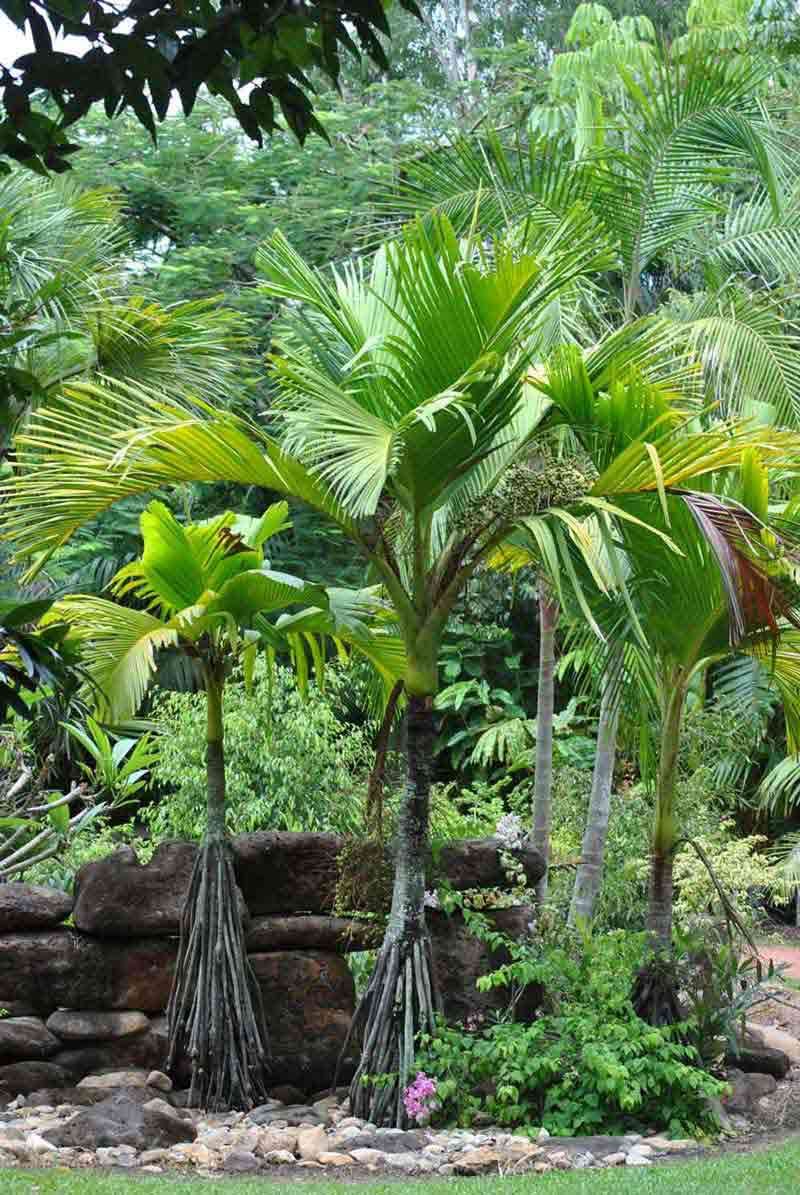 Discover a Captivating Array of Palms at our Bluewater Palms Nurseries — Garden Centre in Bluewater QLD