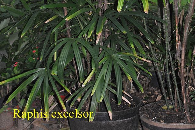 Raphis excelsor — Garden Centre in Bluewater QLD