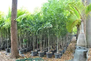 Explore the Enchanting Bluewater Palms Collection Featuring Wodyetia Bifurcata, Commonly Known as Foxtails, in a Serene Botanical Garden Setting — Garden Centre in Bluewater QLD