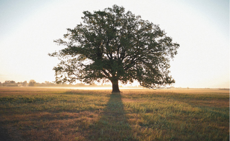A large tree in a field