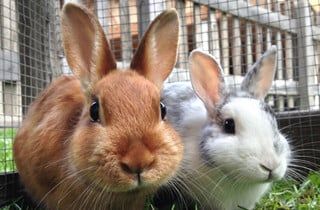 two bunnies