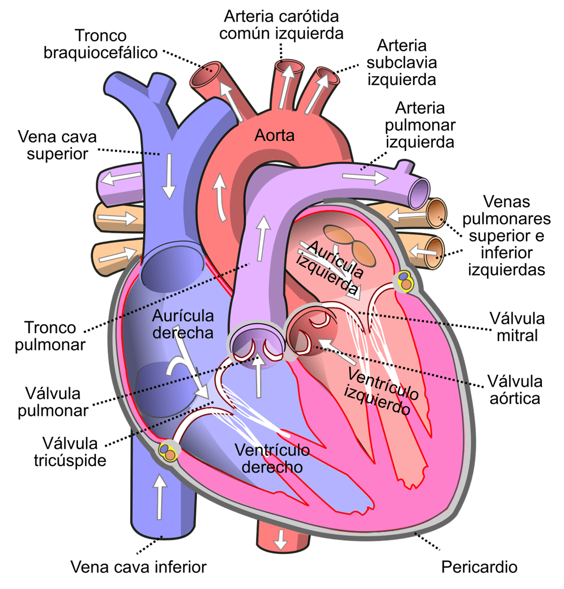 DR. LEOCADIO G. MUÑOZ BELTRAN - Cardiólogo integral
