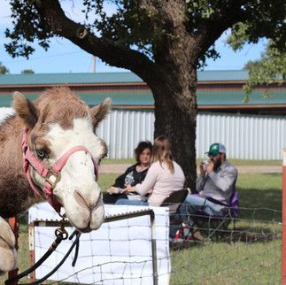 A camel is standing in front of a group of people sitting at a table.