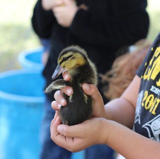 A person is holding a baby duck in their hands