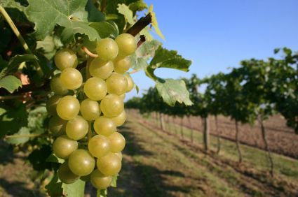 Vineyards