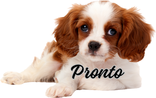 A brown and white puppy with the word pronto on its chest