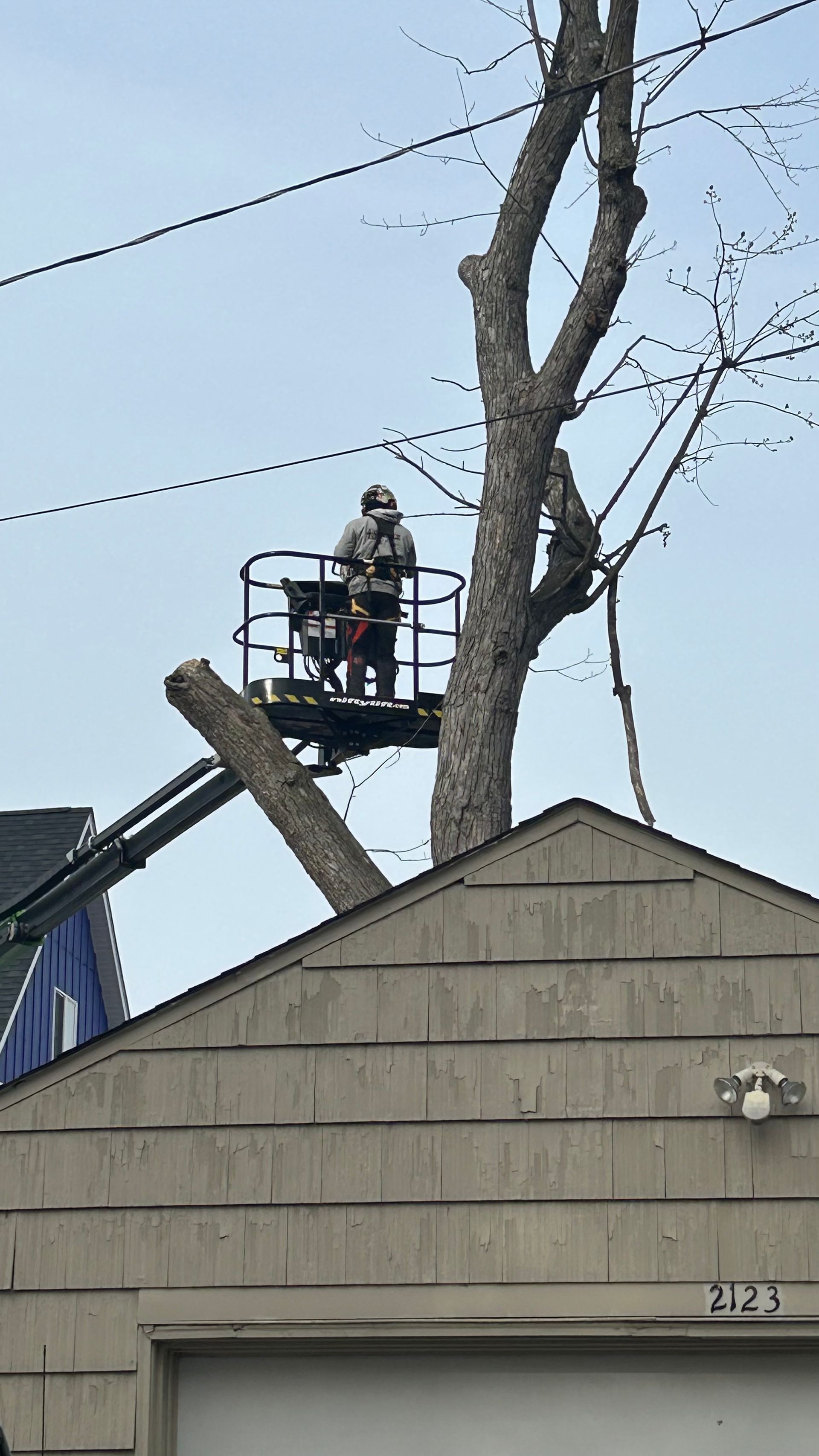 Commercial Tree Removal