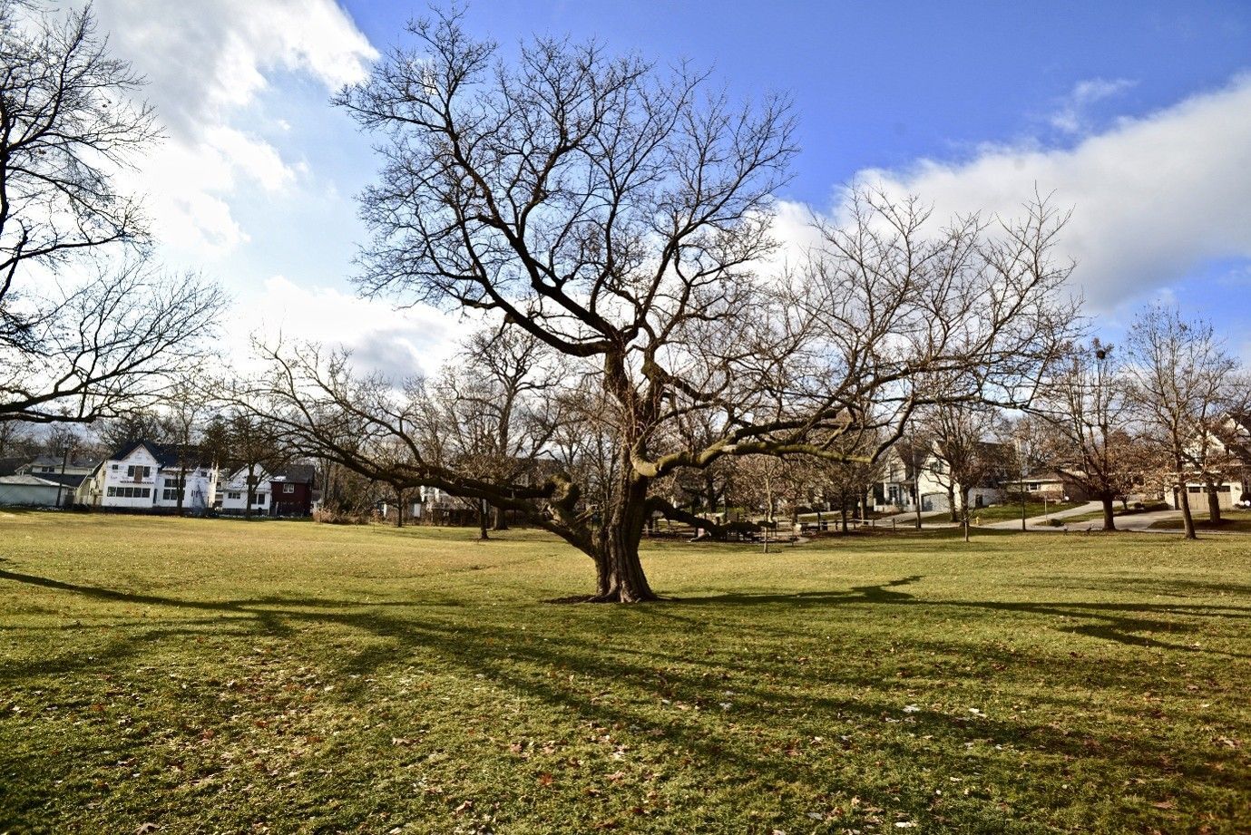 hazardous trees