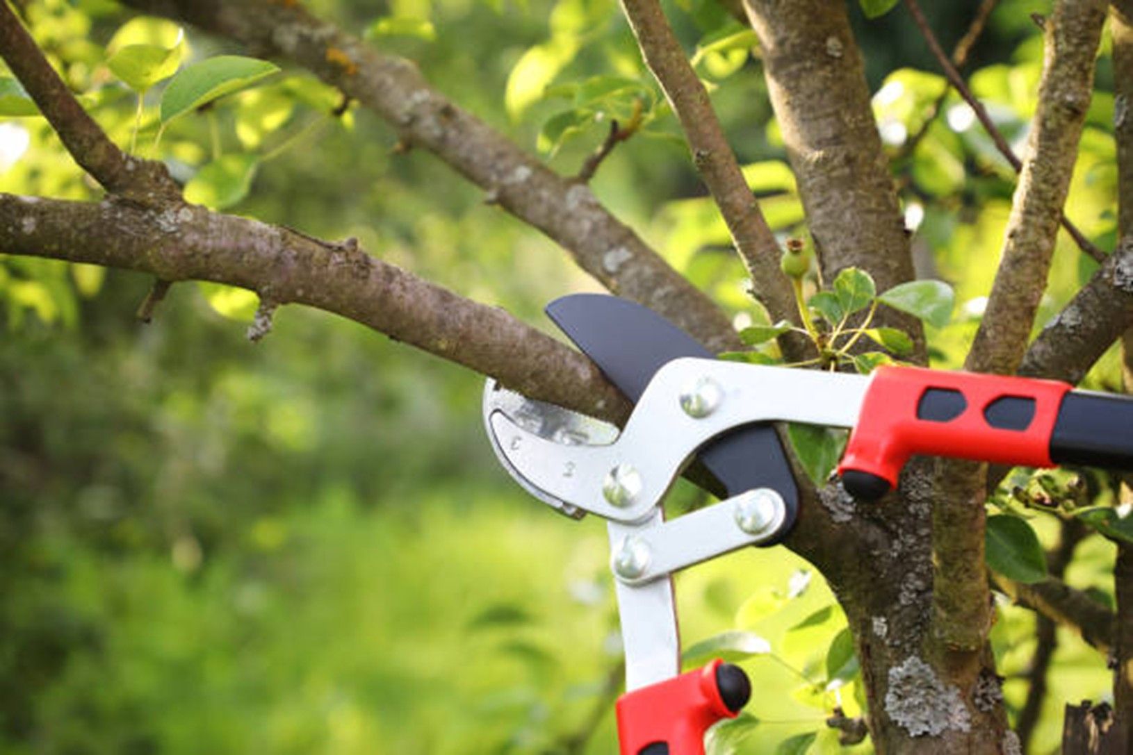 Tree pruning