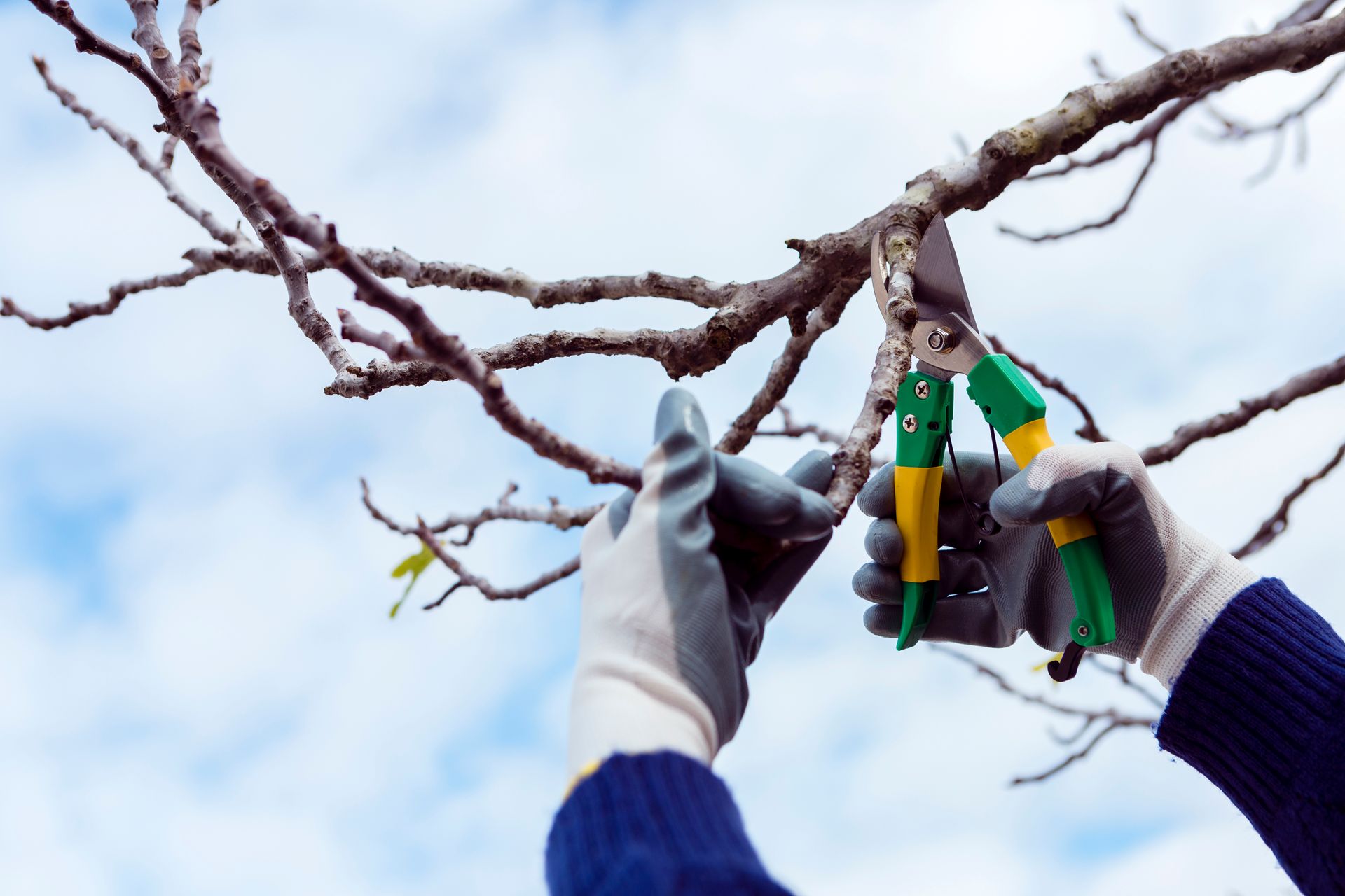 tree pruning