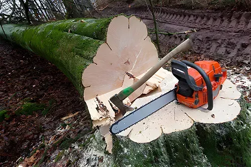 A felled tree trunk with an axe and chainsaw lying on the cut end; forest setting.