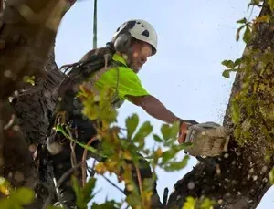 Arborist in tree, using chainsaw, wearing helmet and safety vest, trimming branches.