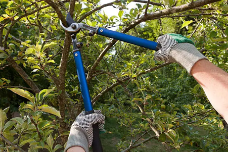 Prune Trees