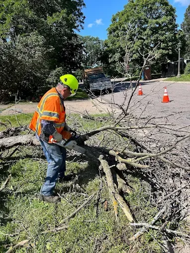 A tree being trimmed by a bobcat and chainsaw on a stump outdoors.