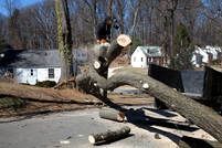 Tree trunk lying on asphalt, being cut with a chainsaw by a person. Houses in background.