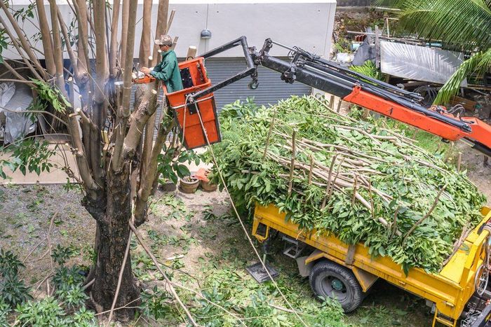 Arborist in cherry picker cutting tree branches, loading truck with green debris.