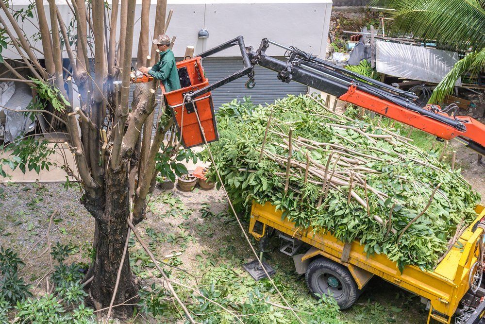Tree trimming: Person in a lift bucket cuts branches, which are loaded into a truck filled with green leaves.