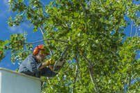 Man in lift bucket prunes tree branches with a chainsaw, wearing safety gear, blue sky background.