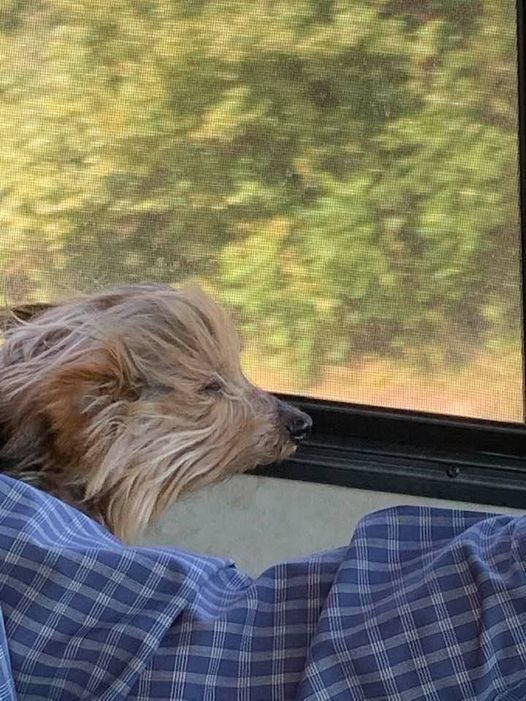A small dog is sleeping on a person 's lap while looking out of a window.