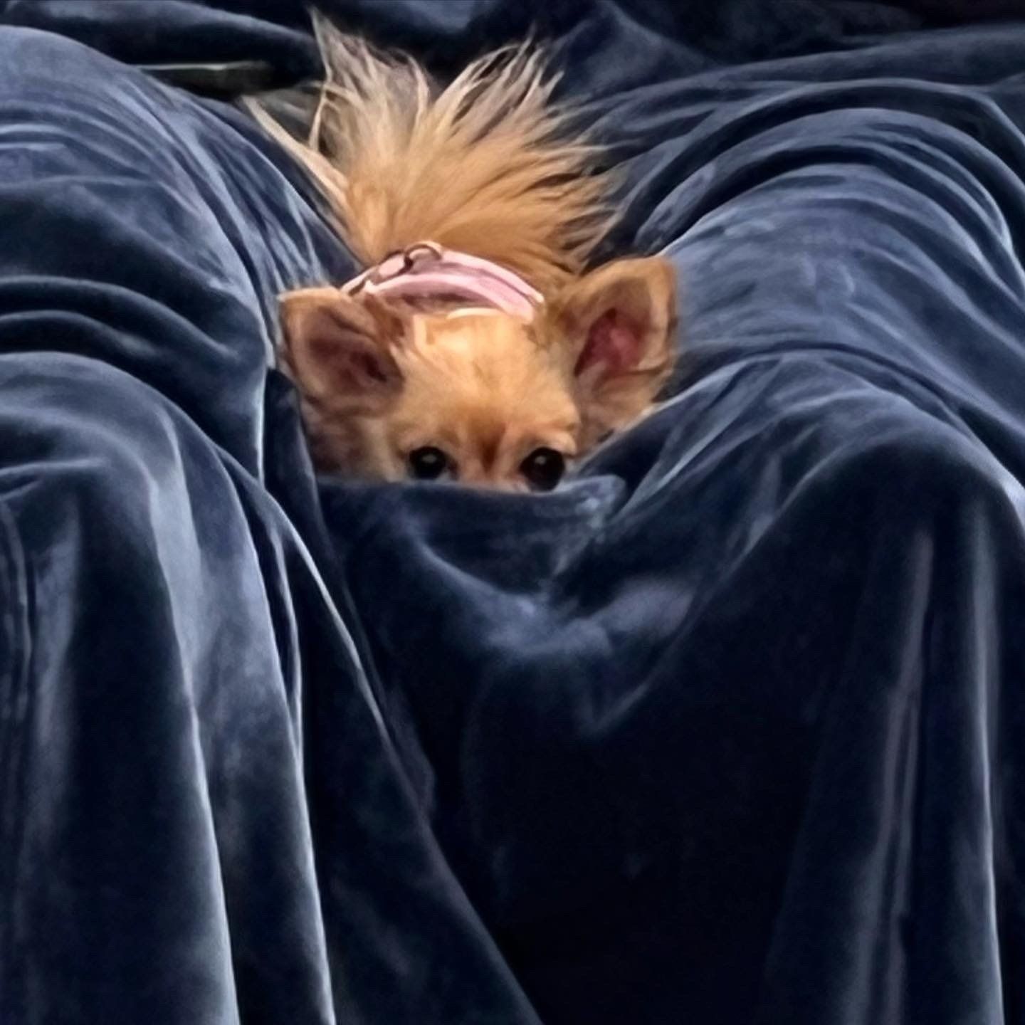 A small dog laying under a blue blanket
