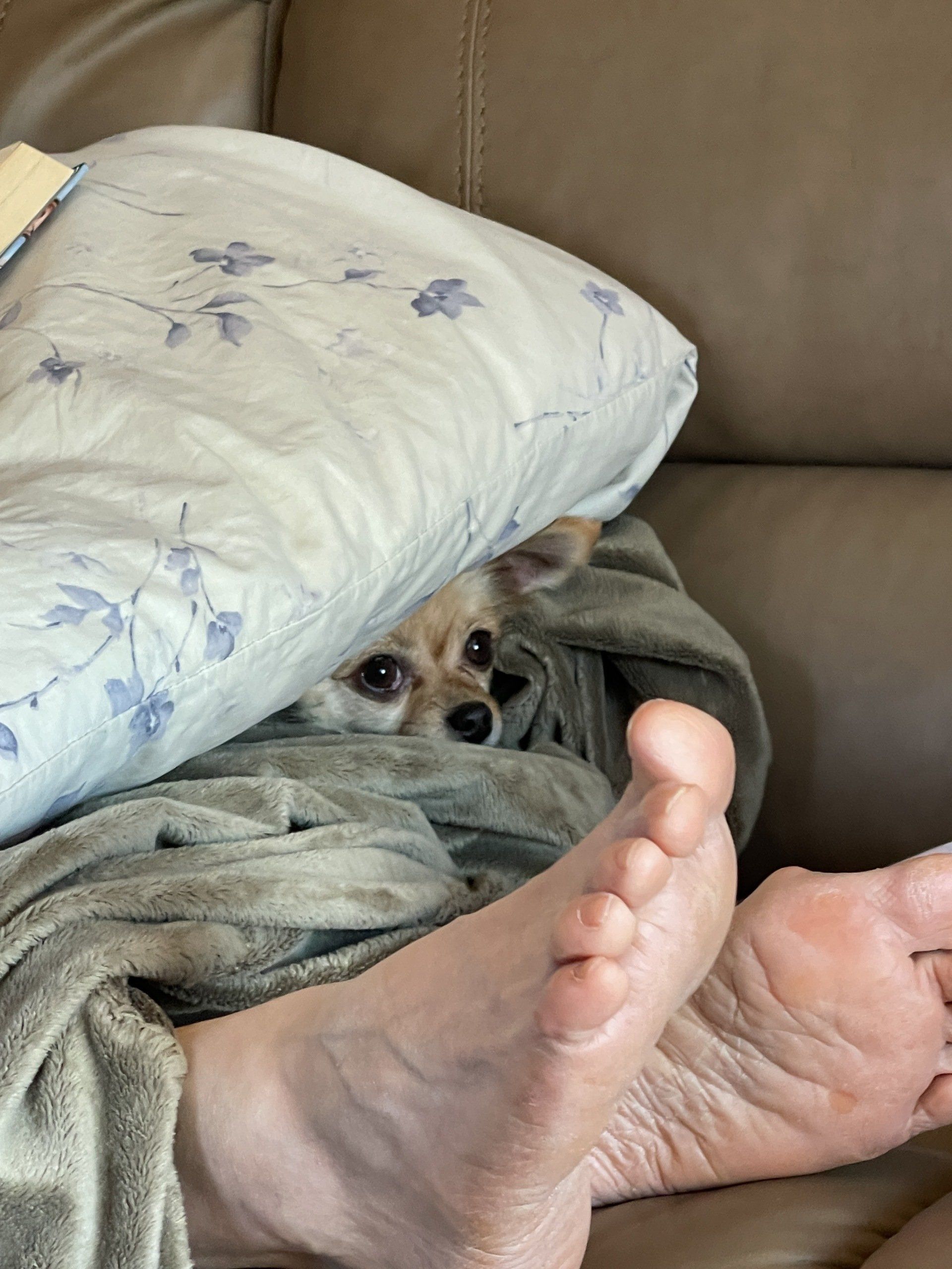 A small dog is hiding under a pillow on a couch