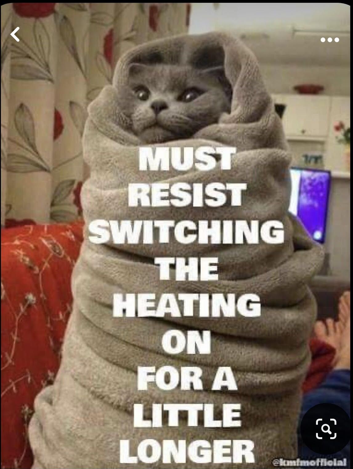 A cat wrapped in a blanket that says