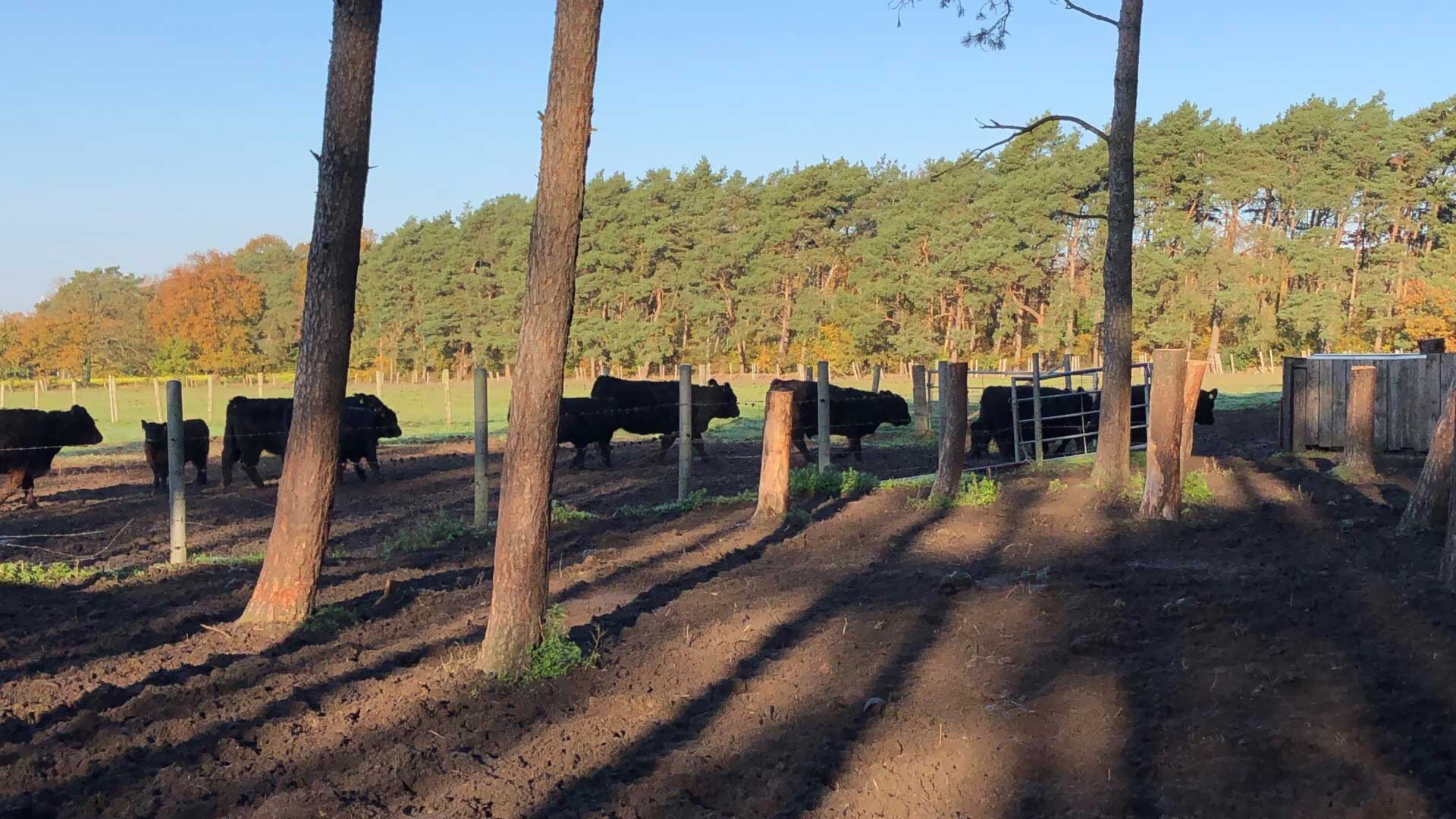 Galloways von Haus Große Kettler auf der Weide