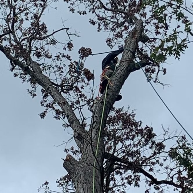 Tree worker wearing a helmet and harness climbs a tall tree against a cloudy sky.