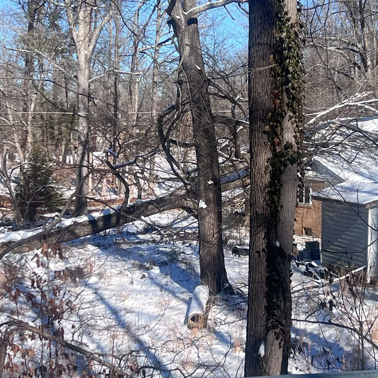 Snowy wooded yard with bare trees and a small shed beside a house