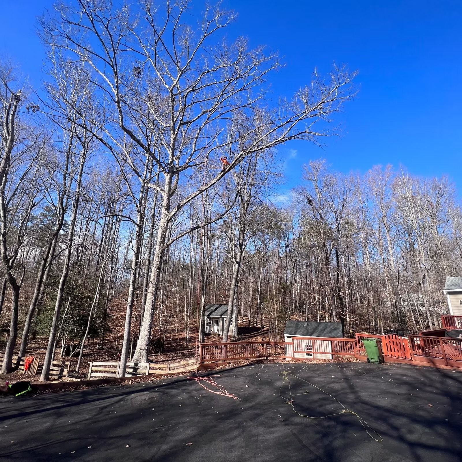 Leafless trees beside a paved driveway, red fence, and small outbuildings under a bright blue sky