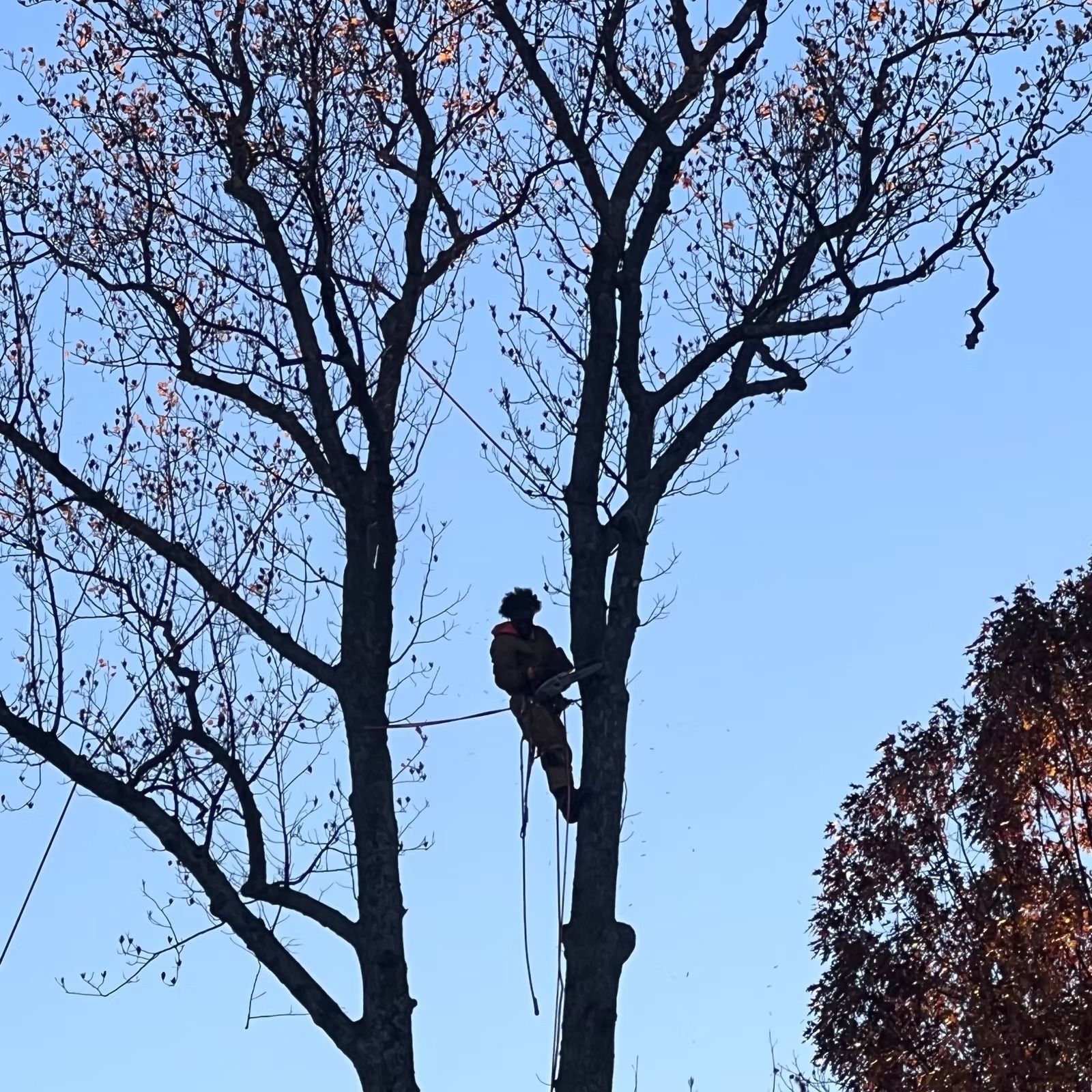Person in a tree using climbing gear against a blue sky.